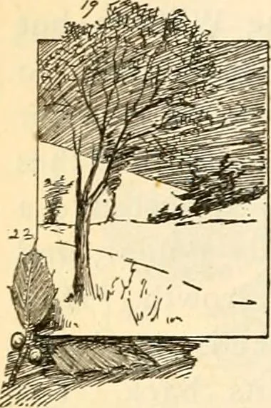 An illustration from The Kindergarten magazine, 1891, leaf 281