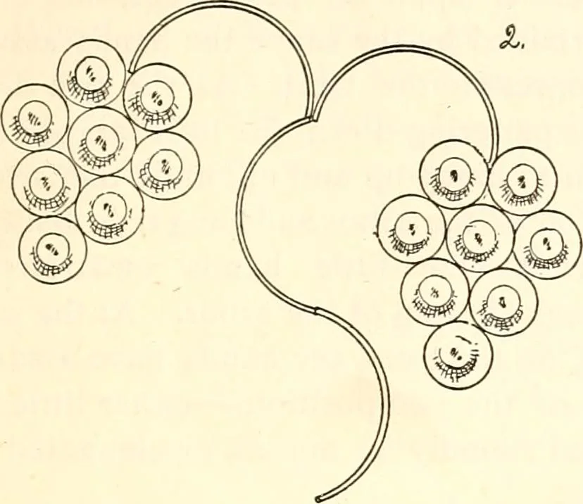 An illustration from The Kindergarten magazine, 1891, leaf 38