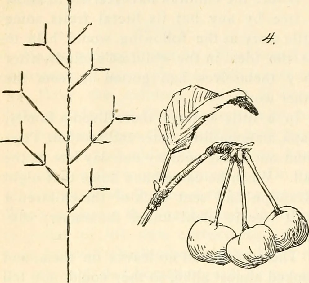 An illustration from The Kindergarten magazine, 1891, leaf 39