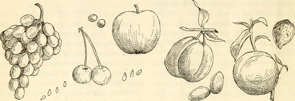 An illustration from The Kindergarten magazine, 1891, leaf 451
