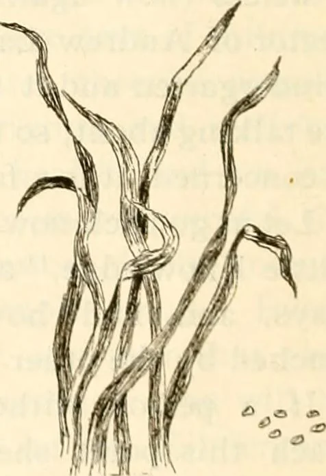 An illustration from The Kindergarten magazine, 1891, leaf 499