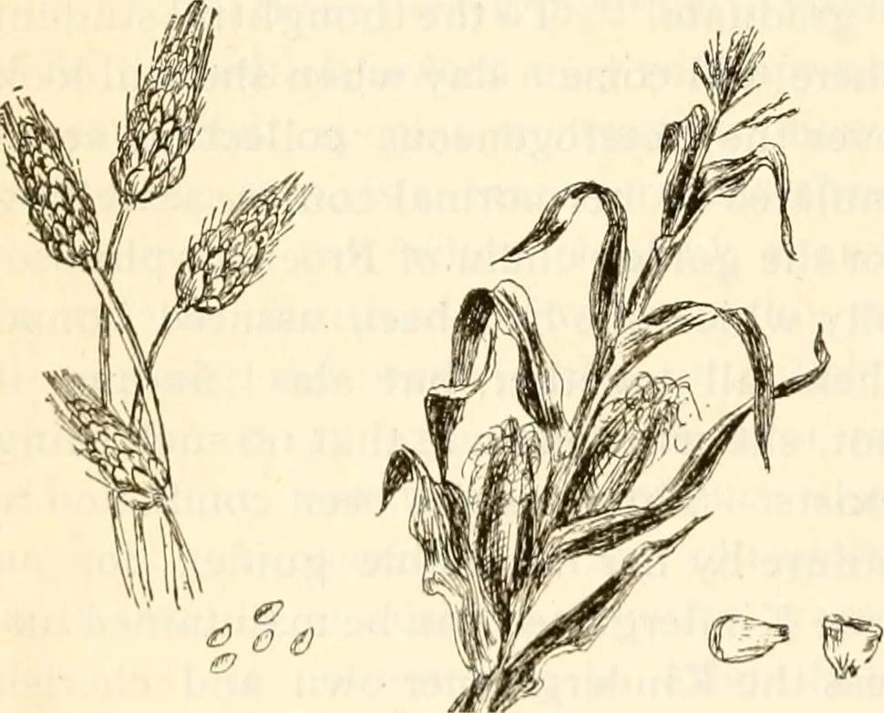 An illustration from The Kindergarten magazine, 1891, leaf 499