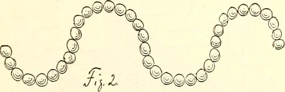 An illustration from The Kindergarten magazine, 1891, leaf 508