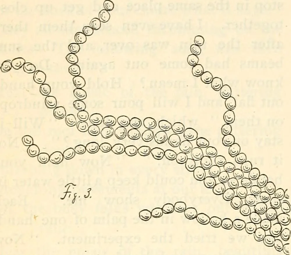 An illustration from The Kindergarten magazine, 1891, leaf 509