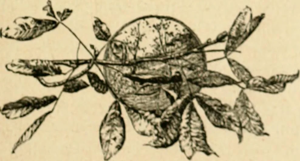 An illustration from The Kindergarten magazine, 1891, leaf 180