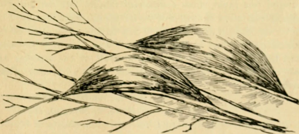 An illustration from The Kindergarten magazine, 1891, leaf 604