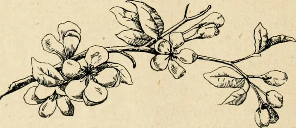 An illustration from The Kindergarten magazine, 1891, leaf 717