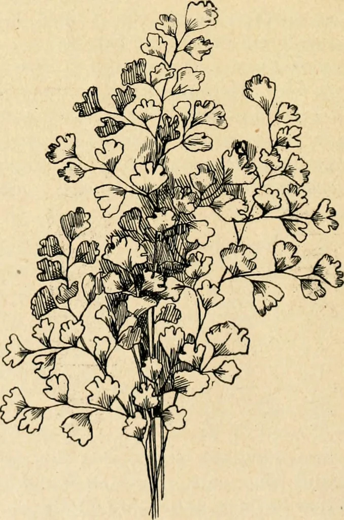 An illustration from The Kindergarten magazine, 1891, leaf 747