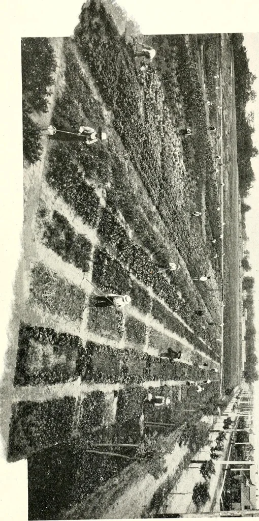 An illustration from The Kindergarten magazine, 1891, leaf 382