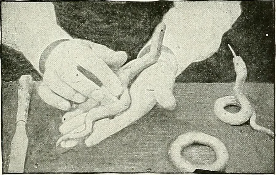 An illustration from The Kindergarten magazine, 1891, leaf 481