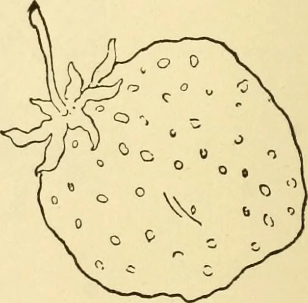 An illustration from Kindergarten, painting, plays and home entertainments; a book of amusement and instruction for boys and girls, 1900, leaf 123