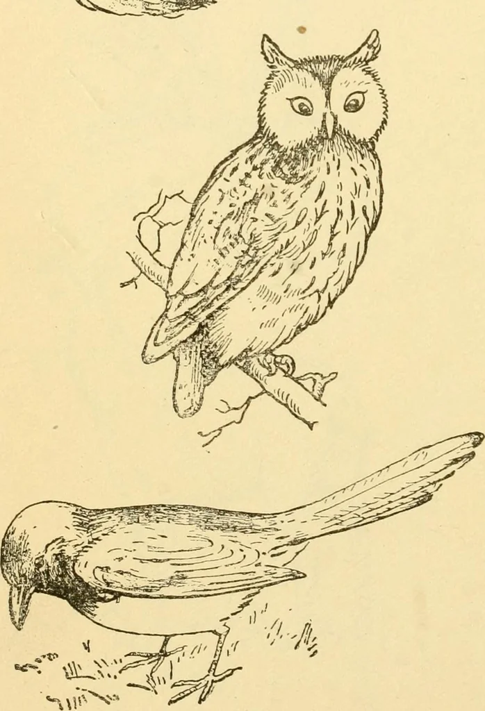 An illustration from Kindergarten, painting, plays and home entertainments; a book of amusement and instruction for boys and girls, 1900, leaf 141