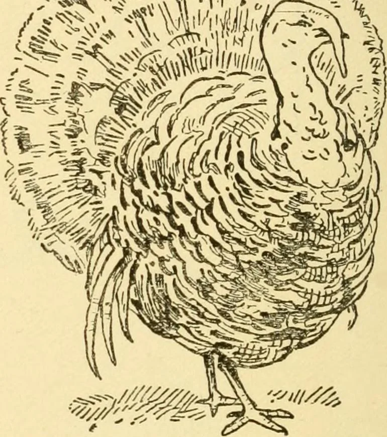 An illustration from Kindergarten, painting, plays and home entertainments; a book of amusement and instruction for boys and girls, 1900, leaf 141