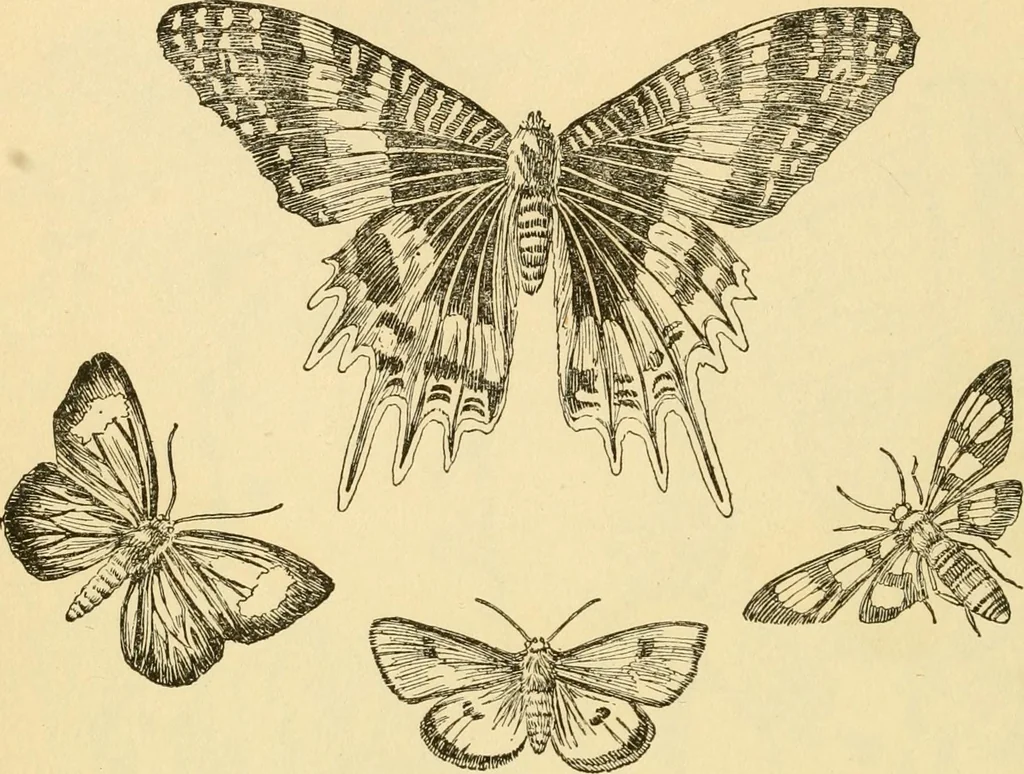 An illustration from Kindergarten, painting, plays and home entertainments; a book of amusement and instruction for boys and girls, 1900, leaf 151