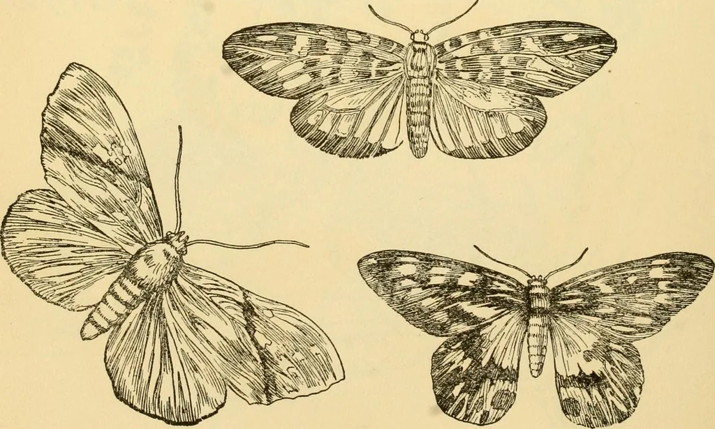 An illustration from Kindergarten, painting, plays and home entertainments; a book of amusement and instruction for boys and girls, 1900, leaf 151