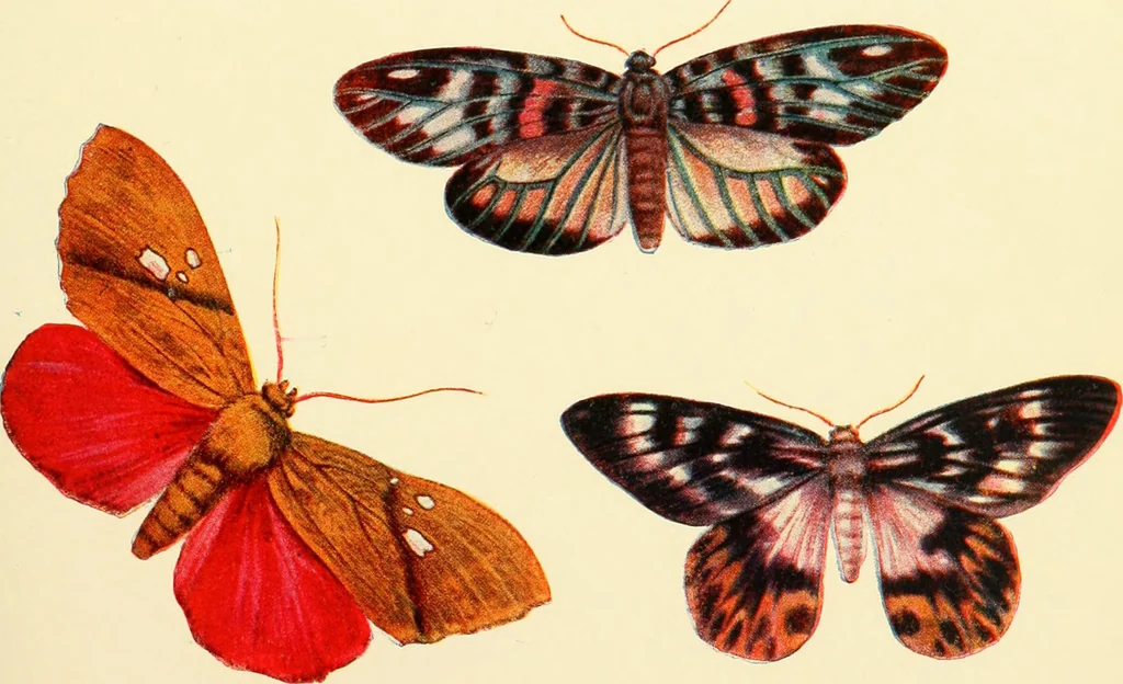 An illustration from Kindergarten, painting, plays and home entertainments; a book of amusement and instruction for boys and girls, 1900, leaf 152