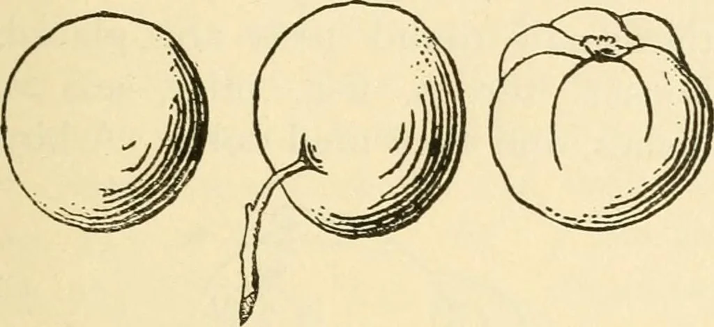 An illustration from Kindergarten, painting, plays and home entertainments; a book of amusement and instruction for boys and girls, 1900, leaf 156