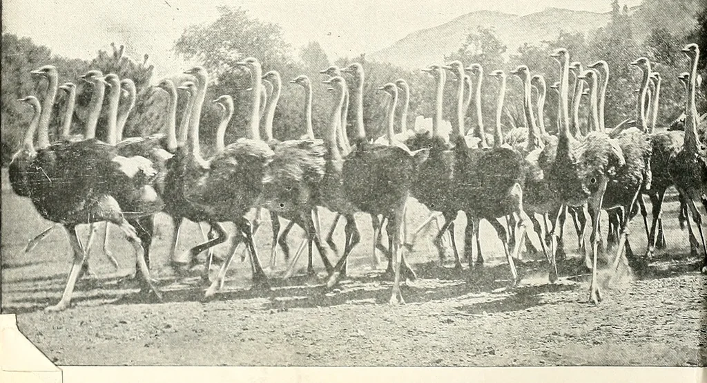 An illustration from The Kindergarten-primary magazine, 1907, leaf 11
