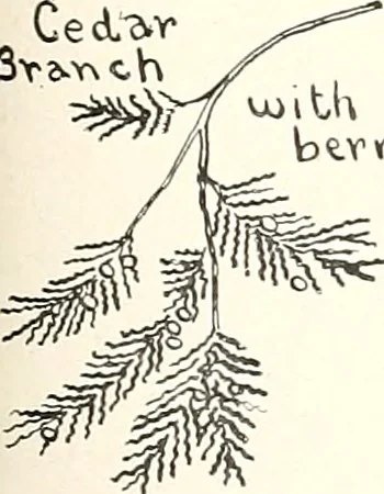 An illustration from The Kindergarten-primary magazine, 1907, leaf 150