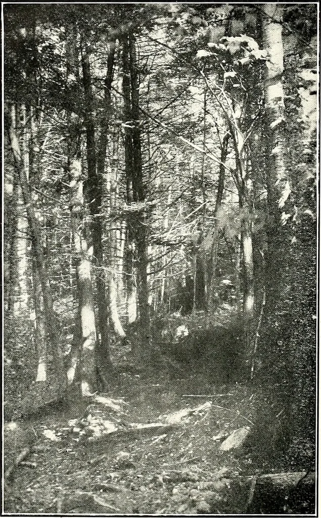An illustration from The Kindergarten-primary magazine, 1907, leaf 23