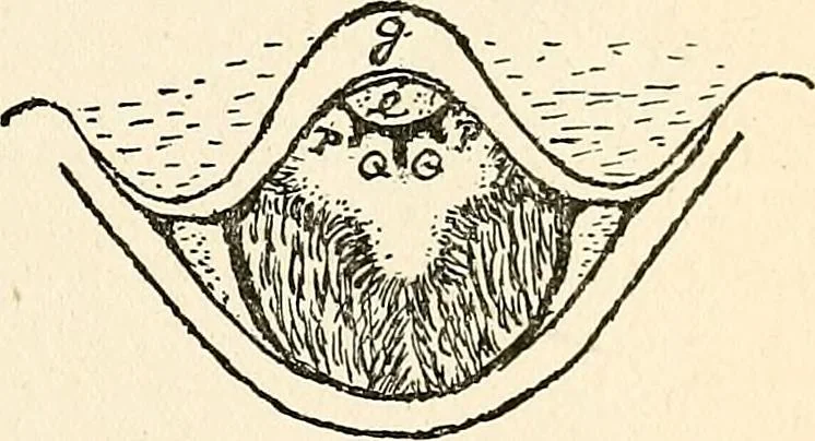 An illustration from The Kindergarten-primary magazine, 1907, leaf 288
