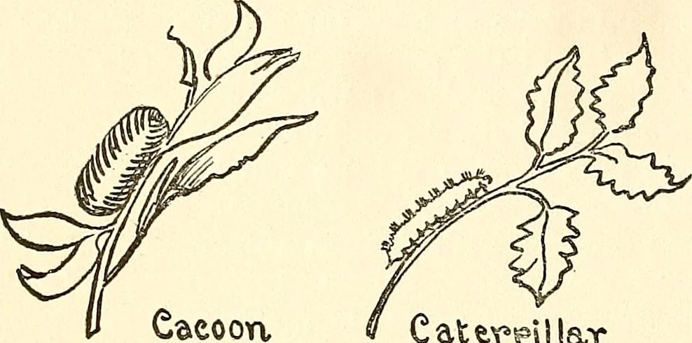 An illustration from The Kindergarten-primary magazine, 1907, leaf 35