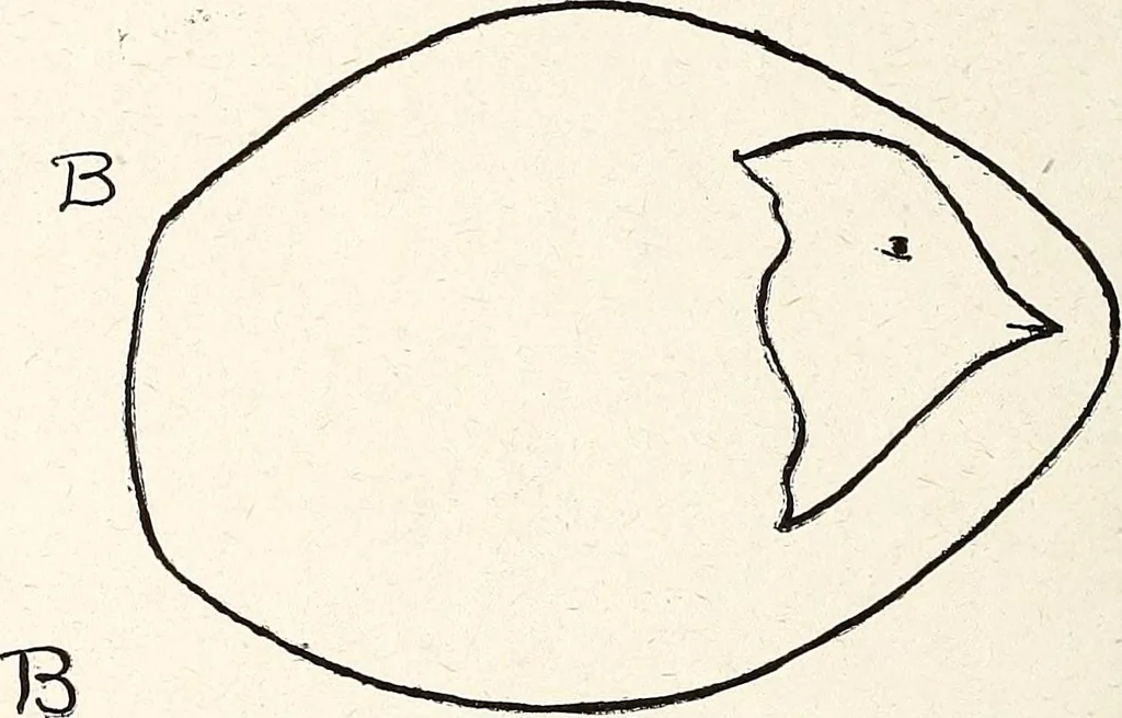An illustration from The Kindergarten-Primary Magazine, 1901, leaf 229
