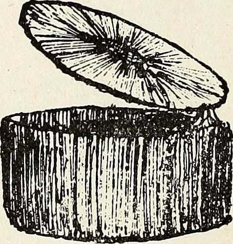 An illustration from The Kindergarten-Primary Magazine, 1911, leaf 173