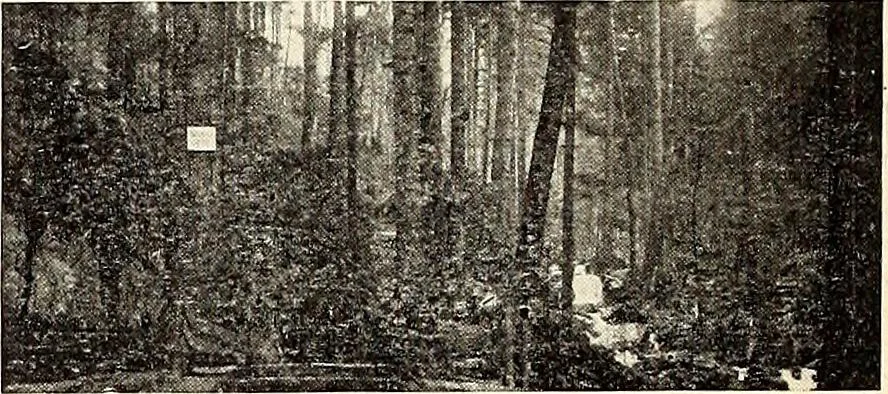 An illustration from The Kindergarten-Primary Magazine, 1911, leaf 241