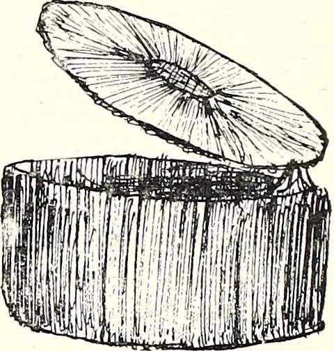 An illustration from The Kindergarten-Primary Magazine, 1912, leaf 147