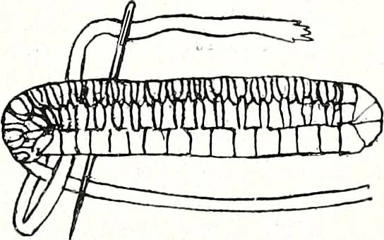 An illustration from The Kindergarten-Primary Magazine, 1912, leaf 94