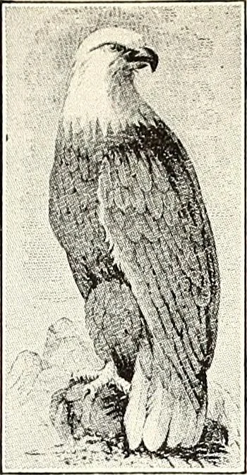 An illustration from The Kindergarten-Primary Magazine, 1913, leaf 200