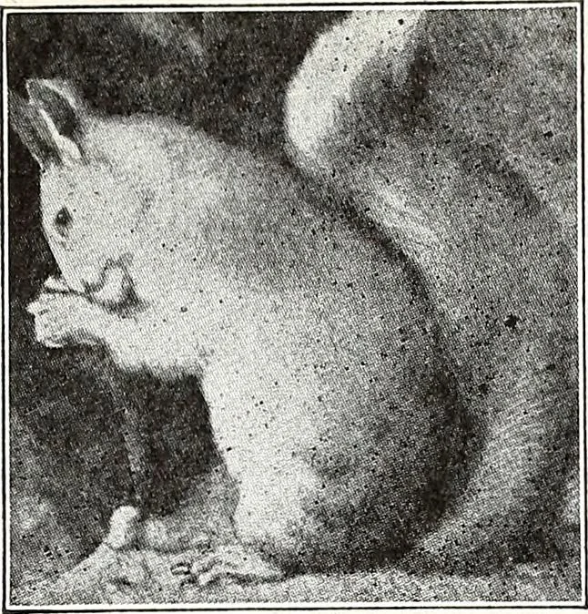 An illustration from The Kindergarten-Primary Magazine, 1914, leaf 82