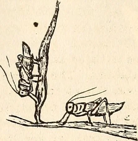 An illustration from The Kindergarten-Primary Magazine, 1915, leaf 32