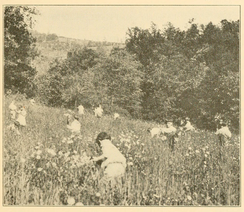 An illustration from Kindergartens, music, sewing, cooking, modern languages in elementary schools, 1916, leaf 17