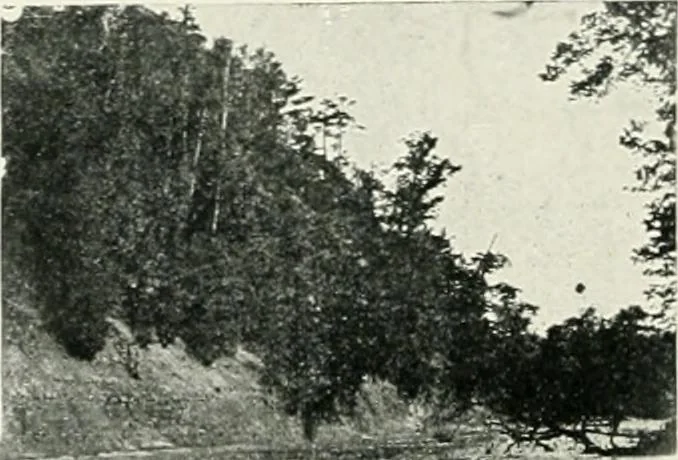 An illustration from King Edward Hotel guests' book, 1906, leaf 69