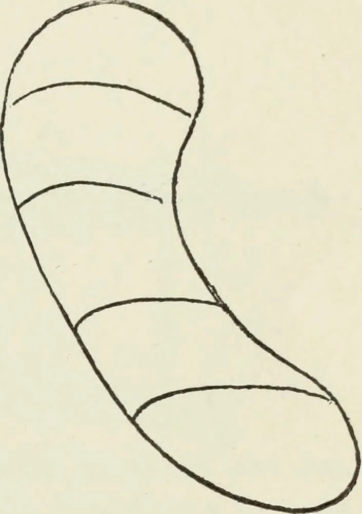 An illustration from Kitecraft and kite tournaments, 1919, leaf 118
