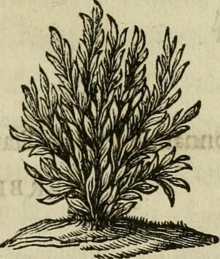 An illustration from Klare onderrichtinge der voortreffelijcke worstel-konst : verhandelende hoemen in alle voorvallen van twist in handtgemeenschap, sich kan hoeden : en alle aengrepen, borst-stooten, vuyst-slagen &c. versetten ..., 1674, leaf 4