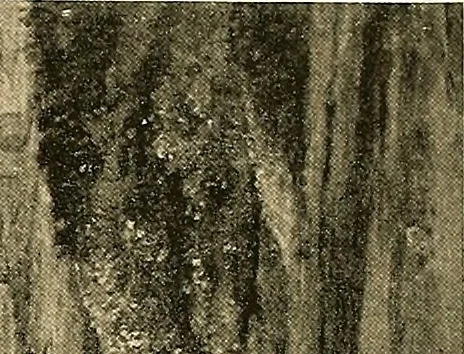 An illustration from Klassischer Bilderschatz, 1889, leaf 226