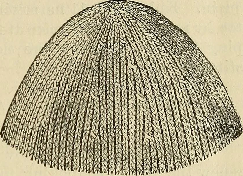 An illustration from Knitting : how to knit and what to knit..., 1884, leaf 14