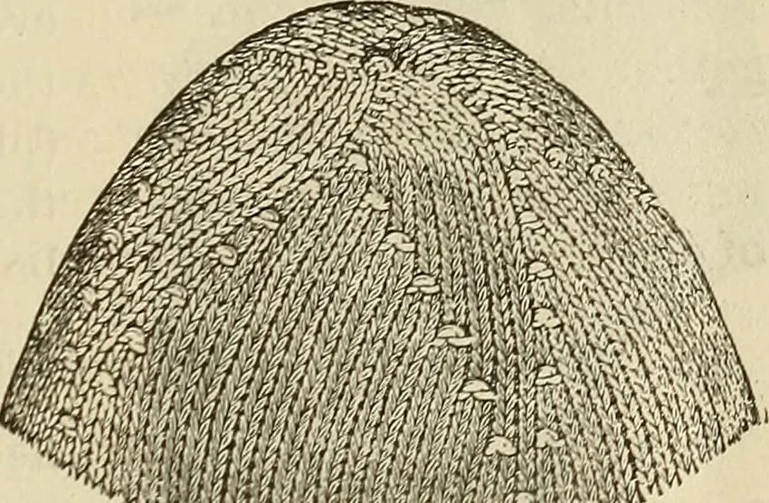 An illustration from Knitting : how to knit and what to knit..., 1884, leaf 14