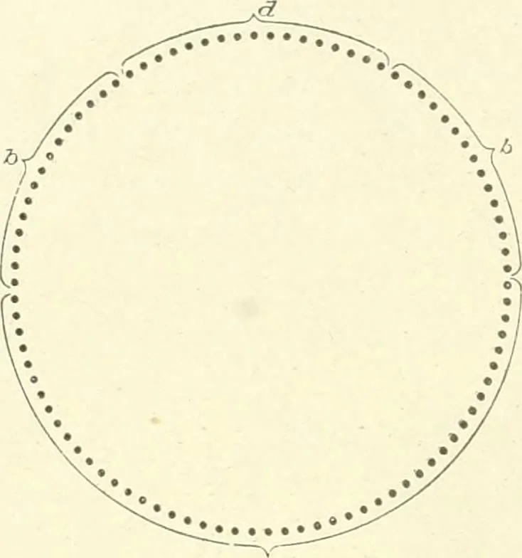 An illustration from Knitting; a manual of practical instruction in the mechanical details of all types of knitting machinery, their operation, adjustment, and care, 1909, leaf 249