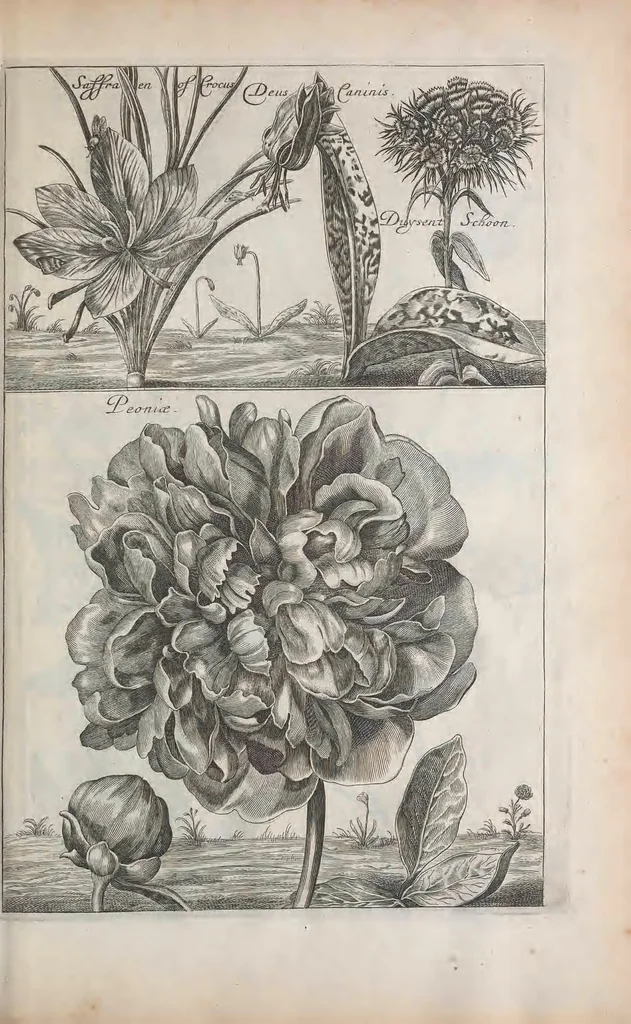 An illustration from De koninglycke hovenier aanwyzende de middelen om boomen : bloemen en kruyden te zaayen, planten, aen queeken en voort teelen : met konstige koperen platen verciert, 1676, leaf 103