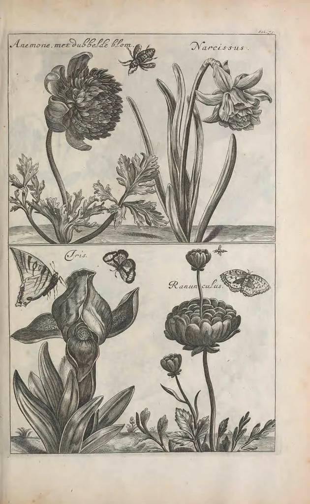 An illustration from De koninglycke hovenier aanwyzende de middelen om boomen : bloemen en kruyden te zaayen, planten, aen queeken en voort teelen : met konstige koperen platen verciert, 1676, leaf 105
