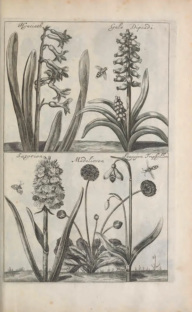 An illustration from De koninglycke hovenier aanwyzende de middelen om boomen : bloemen en kruyden te zaayen, planten, aen queeken en voort teelen : met konstige koperen platen verciert, 1676, leaf 109