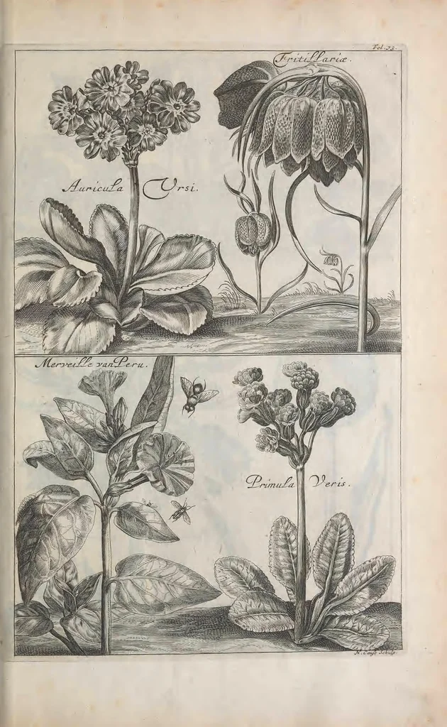An illustration from De koninglycke hovenier aanwyzende de middelen om boomen : bloemen en kruyden te zaayen, planten, aen queeken en voort teelen : met konstige koperen platen verciert, 1676, leaf 111