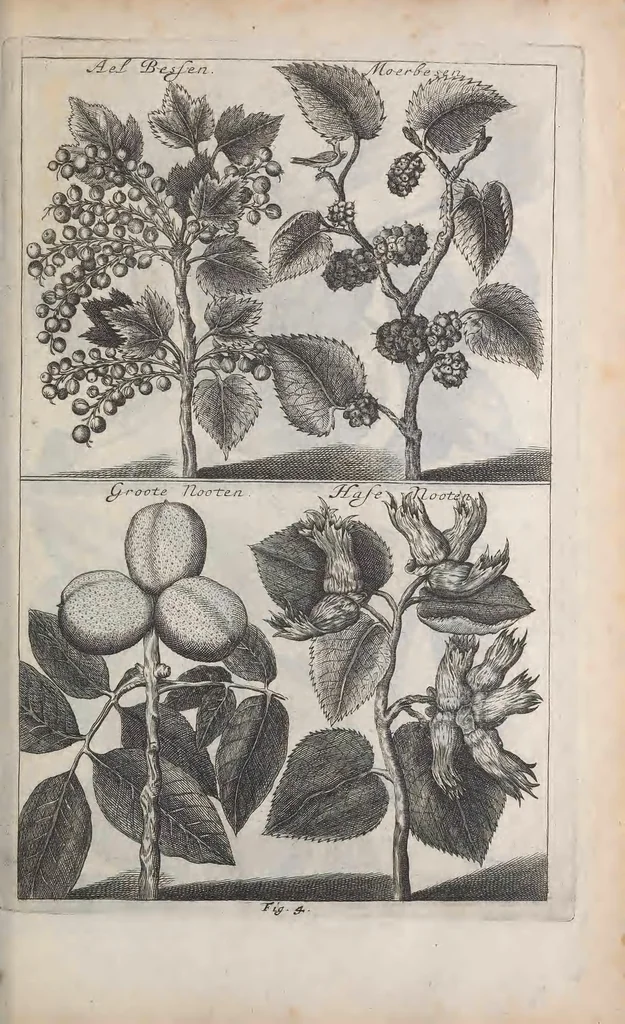 An illustration from De koninglycke hovenier aanwyzende de middelen om boomen : bloemen en kruyden te zaayen, planten, aen queeken en voort teelen : met konstige koperen platen verciert, 1676, leaf 17