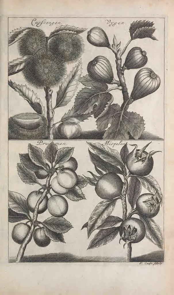 An illustration from De koninglycke hovenier aanwyzende de middelen om boomen : bloemen en kruyden te zaayen, planten, aen queeken en voort teelen : met konstige koperen platen verciert, 1676, leaf 23