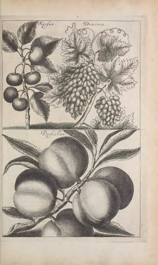 An illustration from De koninglycke hovenier aanwyzende de middelen om boomen : bloemen en kruyden te zaayen, planten, aen queeken en voort teelen : met konstige koperen platen verciert, 1676, leaf 25