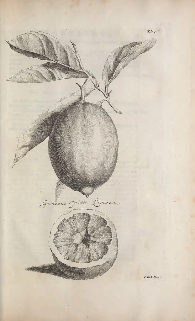 An illustration from De koninglycke hovenier aanwyzende de middelen om boomen : bloemen en kruyden te zaayen, planten, aen queeken en voort teelen : met konstige koperen platen verciert, 1676, leaf 315